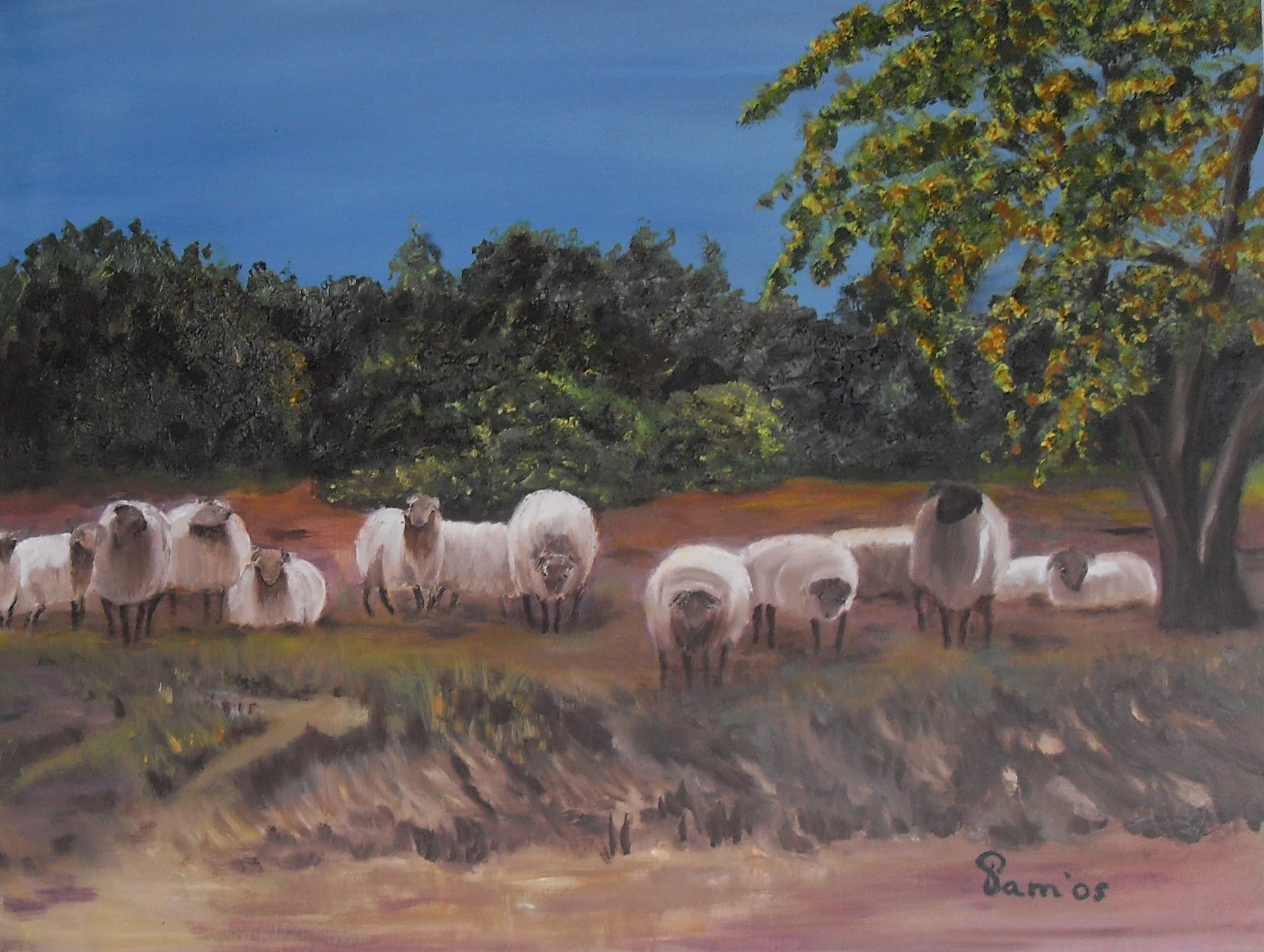 286-nieuwsgierige schapen